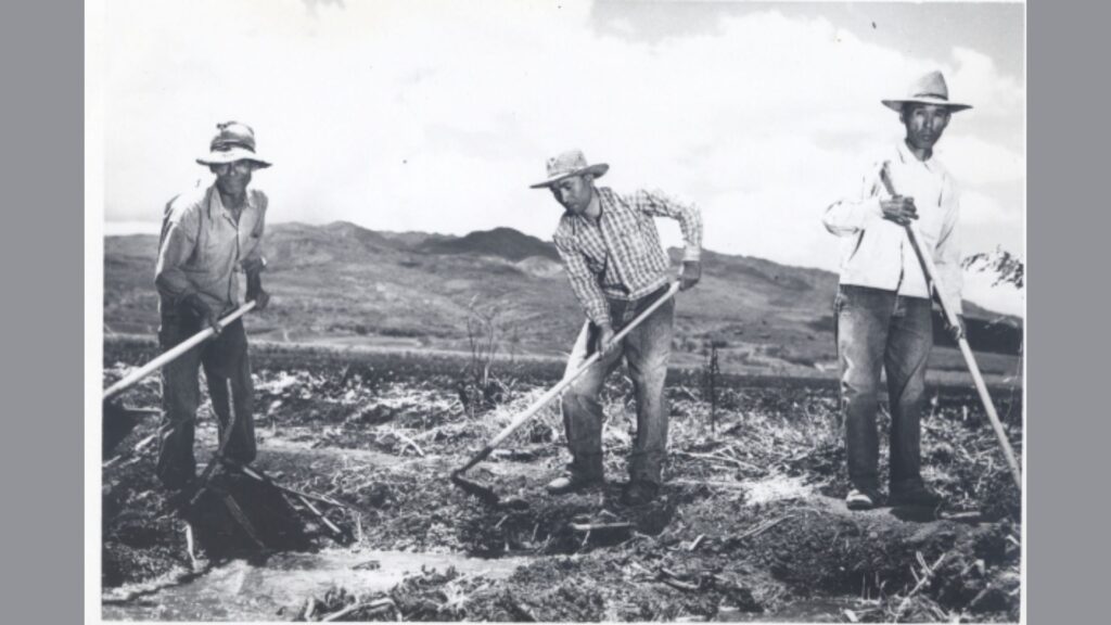 immigrant plantation workers in hawaii - palaka fabric immigrant plantation workers in hawaii