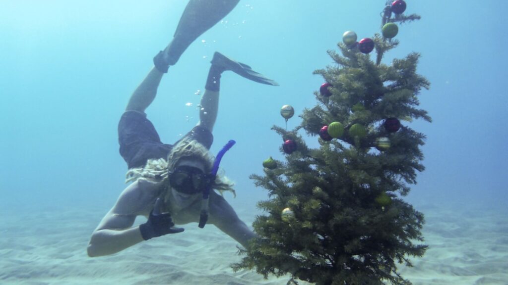 Christmas Trees Arriving by Ship