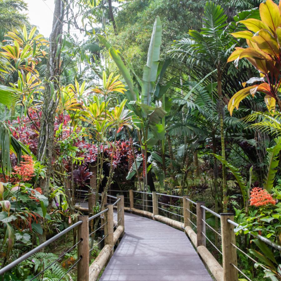 Hawaii Tropical Bioreserve & Garden in Big Island