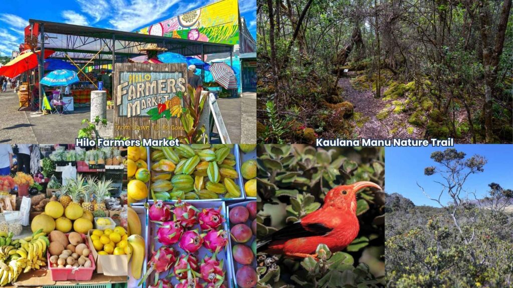 A glimpse of Hilo’s highlights: fresh produce at Hilo Farmers Market and native wildlife along the peaceful Kaulana Manu Nature Trail.