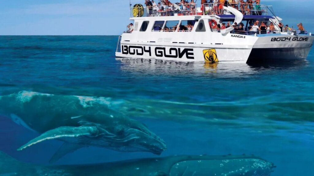 Whale watching in the Big Island