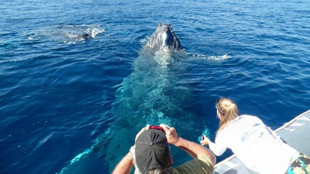 Whale Watching on Maui in December Whale watching in Maui in December